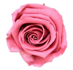 Dekoratiivne roos Amorosa Standard Cherry Blossom hind ja info | Uinuvad roosid, taimed | kaup24.ee