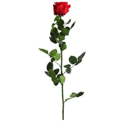 Dekoratiivne uinuv roos Punane 55 cm hind ja info | Uinuvad roosid, taimed | kaup24.ee
