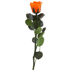 Stabiliseeritud miniroos Amorosa oranž hind ja info | Uinuvad roosid, taimed | kaup24.ee