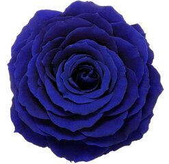 Stabiliseeritud roos Amorosa Premium, sinine hind ja info | Uinuvad roosid, taimed | kaup24.ee