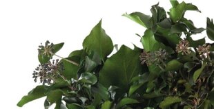 Stabiliseeritud oksad Hedera Arborea avec fruits hind ja info | Uinuvad roosid, taimed | kaup24.ee