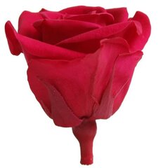 Stabiliseeritud Mini roosid 12 tk., tumeroosa hind ja info | Uinuvad roosid, taimed | kaup24.ee