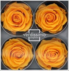 Stabiliseeritud roosid Premium 4 tk, kollane hind ja info | Uinuvad roosid, taimed | kaup24.ee