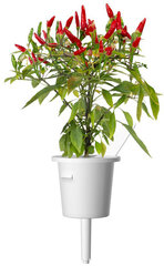 Click & Grow Smart Garden refill Piri Piri tšillipipar 3tk hind ja info | Nutipotid ja seemned | kaup24.ee