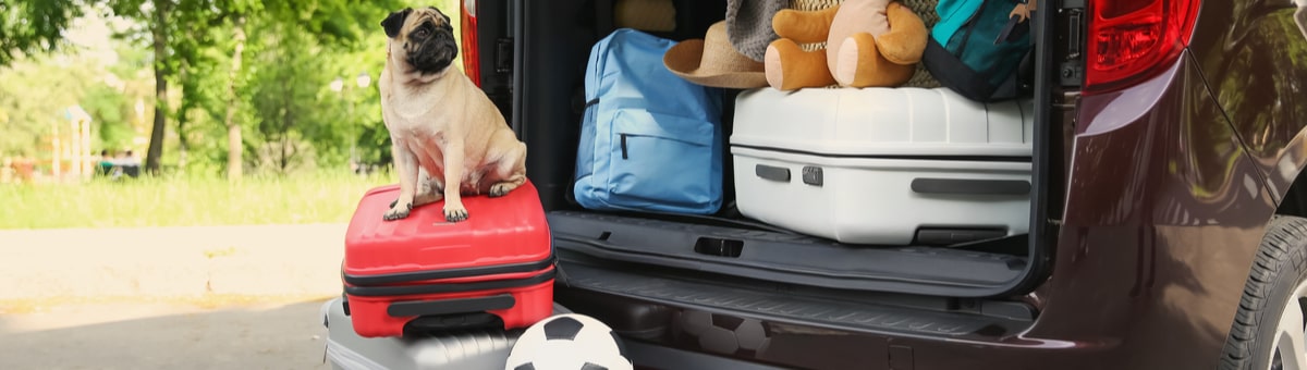Kuidas lemmikloomaga mugavalt reisida?